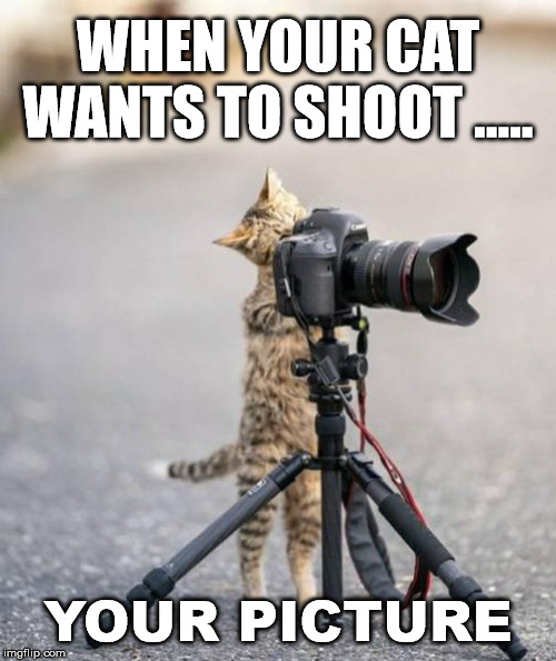 Shoot me kitty | WHEN YOUR CAT WANTS TO SHOOT ..... YOUR PICTURE | image tagged in cats | made w/ Imgflip meme maker