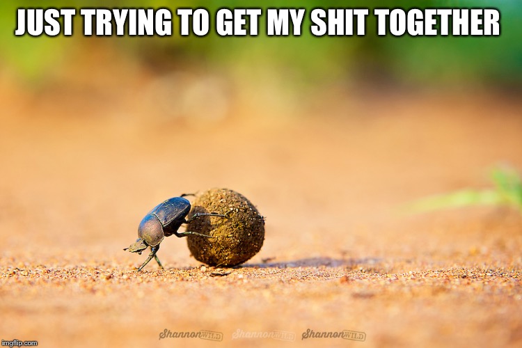JUST TRYING TO GET MY SHIT TOGETHER | image tagged in dung beetle,motivation,the struggle is real,insects,humor | made w/ Imgflip meme maker