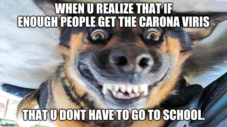 CaronaViris | WHEN U REALIZE THAT IF ENOUGH PEOPLE GET THE CARONA VIRIS; THAT U DONT HAVE TO GO TO SCHOOL. | image tagged in dog,carona viris | made w/ Imgflip meme maker