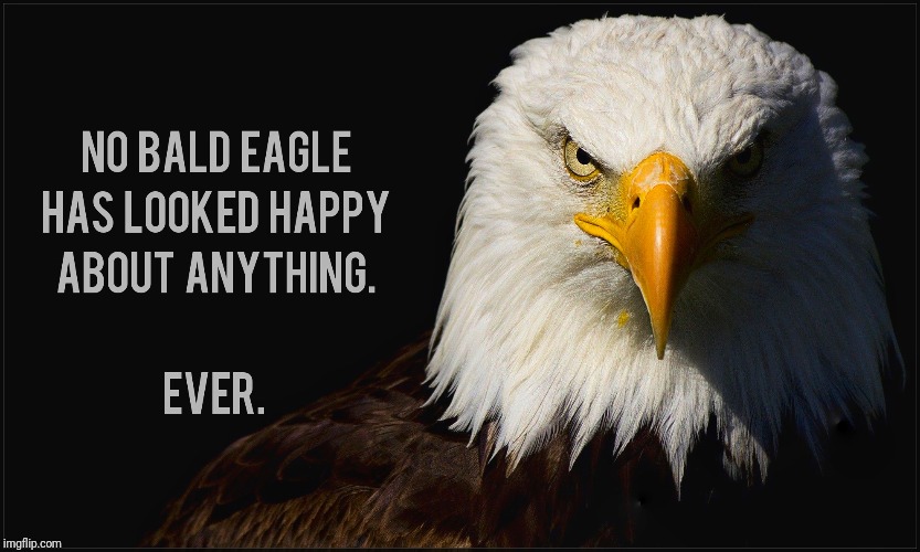 Attitudes With Wings | image tagged in bald eagle | made w/ Imgflip meme maker
