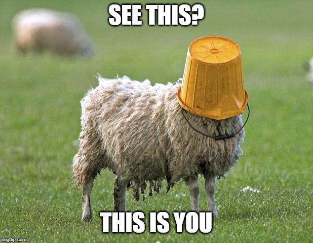 stupid sheep | SEE THIS? THIS IS YOU | image tagged in stupid sheep | made w/ Imgflip meme maker