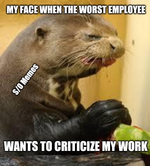 Disgusted Otter |  MY FACE WHEN THE WORST EMPLOYEE; S/O Memes; WANTS TO CRITICIZE MY WORK | image tagged in disgusted otter | made w/ Imgflip meme maker