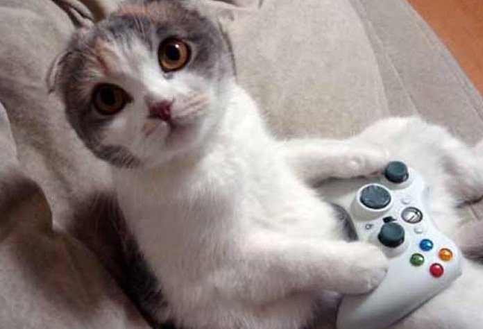 Gaming cat Blank Meme Template