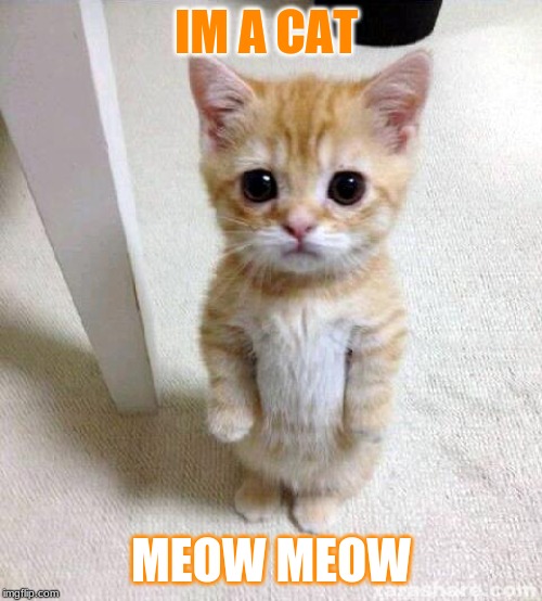 Cute Cat Meme | IM A CAT; MEOW MEOW | image tagged in memes,cute cat | made w/ Imgflip meme maker