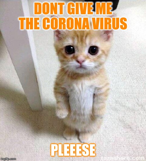 Cute Cat | DONT GIVE ME THE CORONA VIRUS; PLEEESE | image tagged in memes,cute cat | made w/ Imgflip meme maker