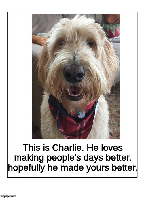 My Doggo |  This is Charlie. He loves making people's days better. hopefully he made yours better. | image tagged in charlie,doggo | made w/ Imgflip meme maker