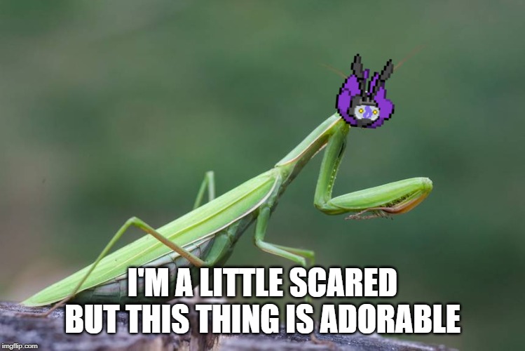 I'M A LITTLE SCARED BUT THIS THING IS ADORABLE | made w/ Imgflip meme maker