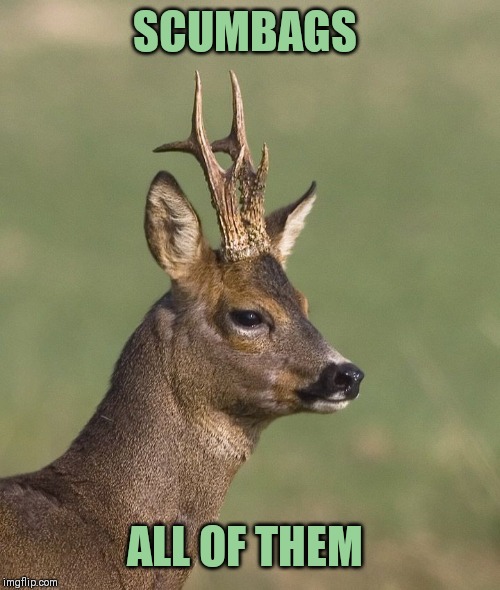 Sad deer | SCUMBAGS ALL OF THEM | image tagged in sad deer | made w/ Imgflip meme maker