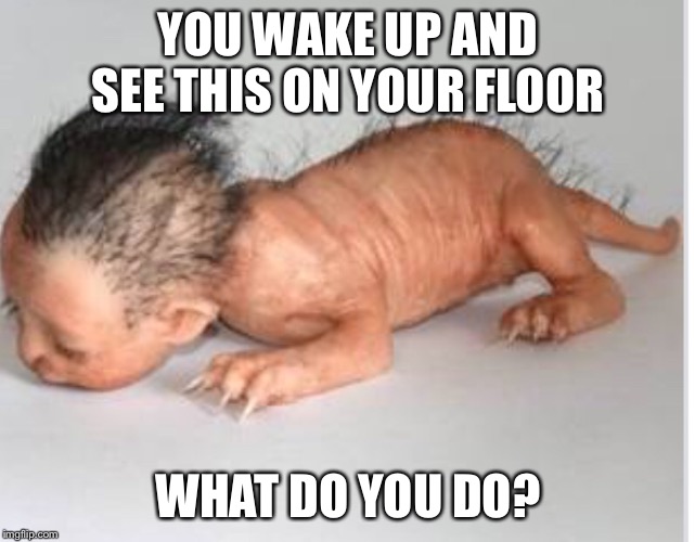 YOU WAKE UP AND SEE THIS ON YOUR FLOOR; WHAT DO YOU DO? | image tagged in weird,funny | made w/ Imgflip meme maker