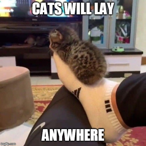 CATS WILL LAY; ANYWHERE | image tagged in cats,funny cats,kitten | made w/ Imgflip meme maker