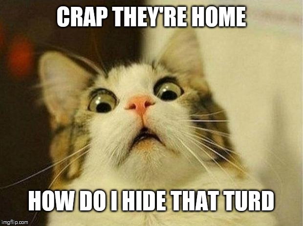 Scared Cat Meme | CRAP THEY'RE HOME; HOW DO I HIDE THAT TURD | image tagged in memes,scared cat | made w/ Imgflip meme maker