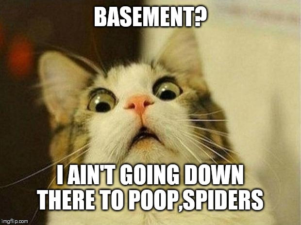 Scared Cat | BASEMENT? I AIN'T GOING DOWN THERE TO POOP,SPIDERS | image tagged in memes,scared cat | made w/ Imgflip meme maker