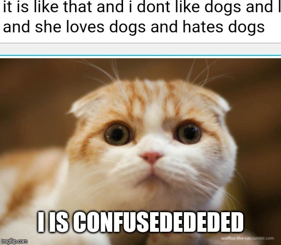 I IS CONFUSEDEDEDED | image tagged in cat is confusion | made w/ Imgflip meme maker