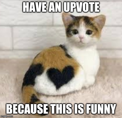 Cute Heart Kitten | HAVE AN UPVOTE; BECAUSE THIS IS FUNNY | image tagged in cute heart kitten | made w/ Imgflip meme maker