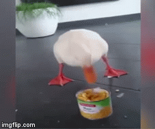 Mmm Corn! | image tagged in gifs,ducks | made w/ Imgflip video-to-gif maker
