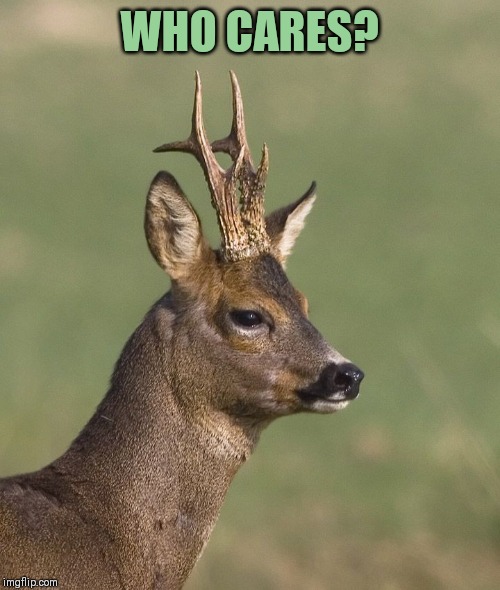 Sad deer | WHO CARES? | image tagged in sad deer | made w/ Imgflip meme maker