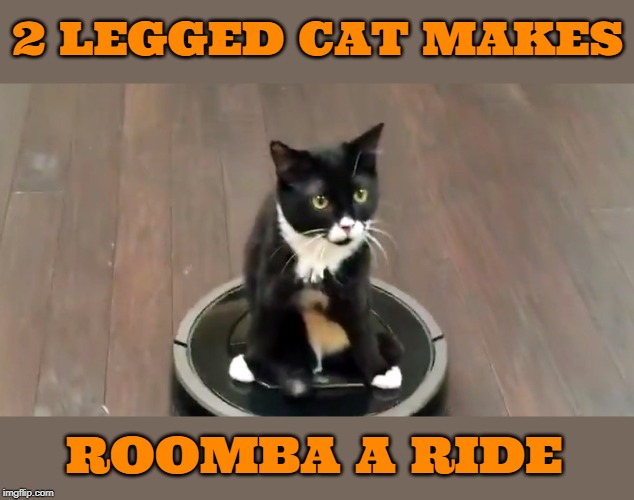 Image tagged in cats,handicap,roomba,rides Imgflip