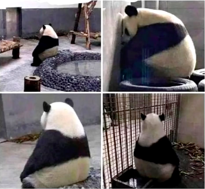 High Quality panda waiting Blank Meme Template