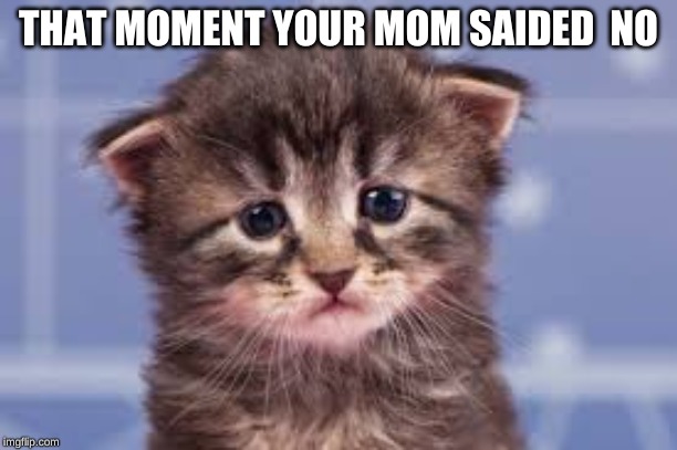 THAT MOMENT YOUR MOM SAIDED  NO | image tagged in kitty | made w/ Imgflip meme maker