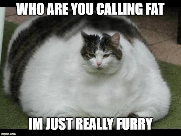 fat cat 2 | WHO ARE YOU CALLING FAT; IM JUST REALLY FURRY | image tagged in fat cat 2 | made w/ Imgflip meme maker