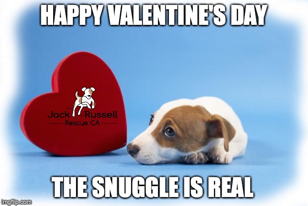 Jack Russell Rescue Ca Valentines | HAPPY VALENTINE'S DAY; THE SNUGGLE IS REAL | image tagged in valentinesdog | made w/ Imgflip meme maker