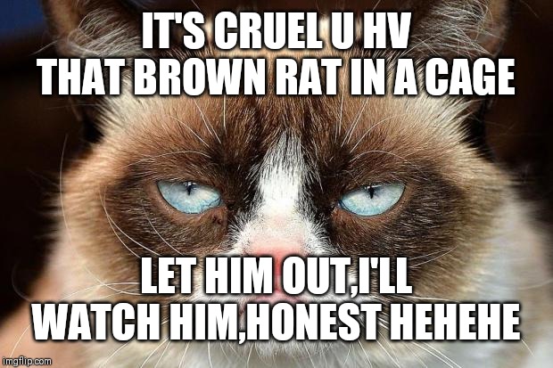 Grumpy Cat Not Amused Meme | IT'S CRUEL U HV THAT BROWN RAT IN A CAGE; LET HIM OUT,I'LL WATCH HIM,HONEST HEHEHE | image tagged in memes,grumpy cat not amused,grumpy cat | made w/ Imgflip meme maker