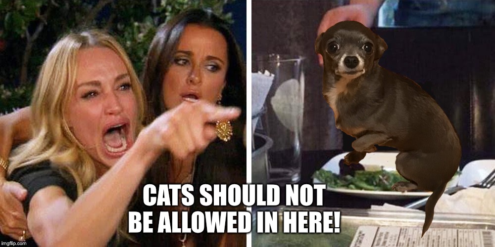 Smudge the cat | CATS SHOULD NOT BE ALLOWED IN HERE! | image tagged in smudge the cat | made w/ Imgflip meme maker