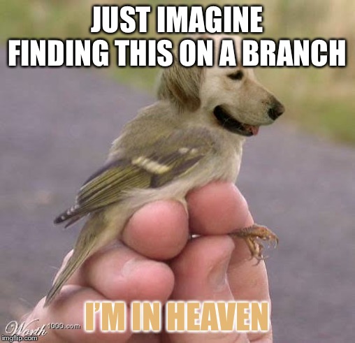 JUST IMAGINE FINDING THIS ON A BRANCH; I’M IN HEAVEN | image tagged in birdie,doggy | made w/ Imgflip meme maker