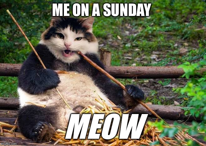 Cat | ME ON A SUNDAY; MEOW | image tagged in cat | made w/ Imgflip meme maker