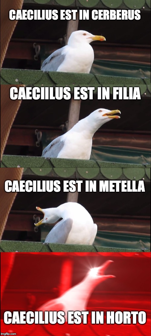 Inhaling Seagull Meme | CAECILIUS EST IN CERBERUS; CAECIILUS EST IN FILIA; CAECILIUS EST IN METELLA; CAECILIUS EST IN HORTO | image tagged in memes,inhaling seagull | made w/ Imgflip meme maker