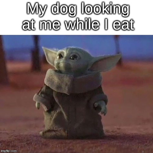 Baby Yoda | My dog looking at me while I eat | image tagged in baby yoda | made w/ Imgflip meme maker