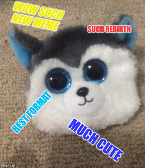 Fluf boi | WOW SUCH NEW MEME; SUCH REBIRTH; BEST FORMAT; MUCH CUTE | image tagged in fluf boi | made w/ Imgflip meme maker