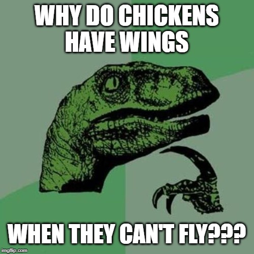 raptor | WHY DO CHICKENS HAVE WINGS; WHEN THEY CAN'T FLY??? | image tagged in raptor | made w/ Imgflip meme maker