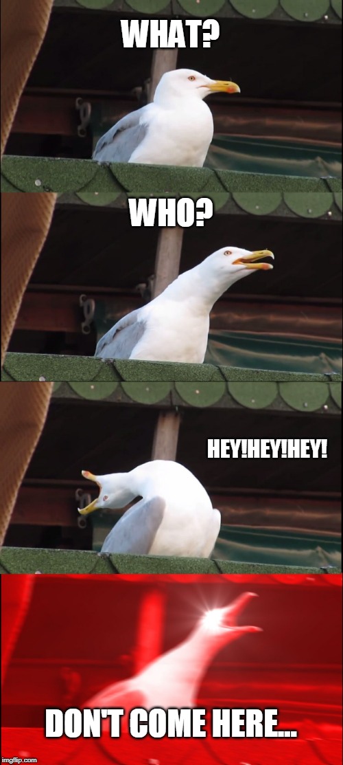 What, Who, Hey! | WHAT? WHO? HEY!HEY!HEY! DON'T COME HERE... | image tagged in memes,inhaling seagull | made w/ Imgflip meme maker