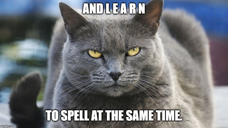 Angry and mean cat | AND L E A R N TO SPELL AT THE SAME TIME. | image tagged in angry and mean cat | made w/ Imgflip meme maker