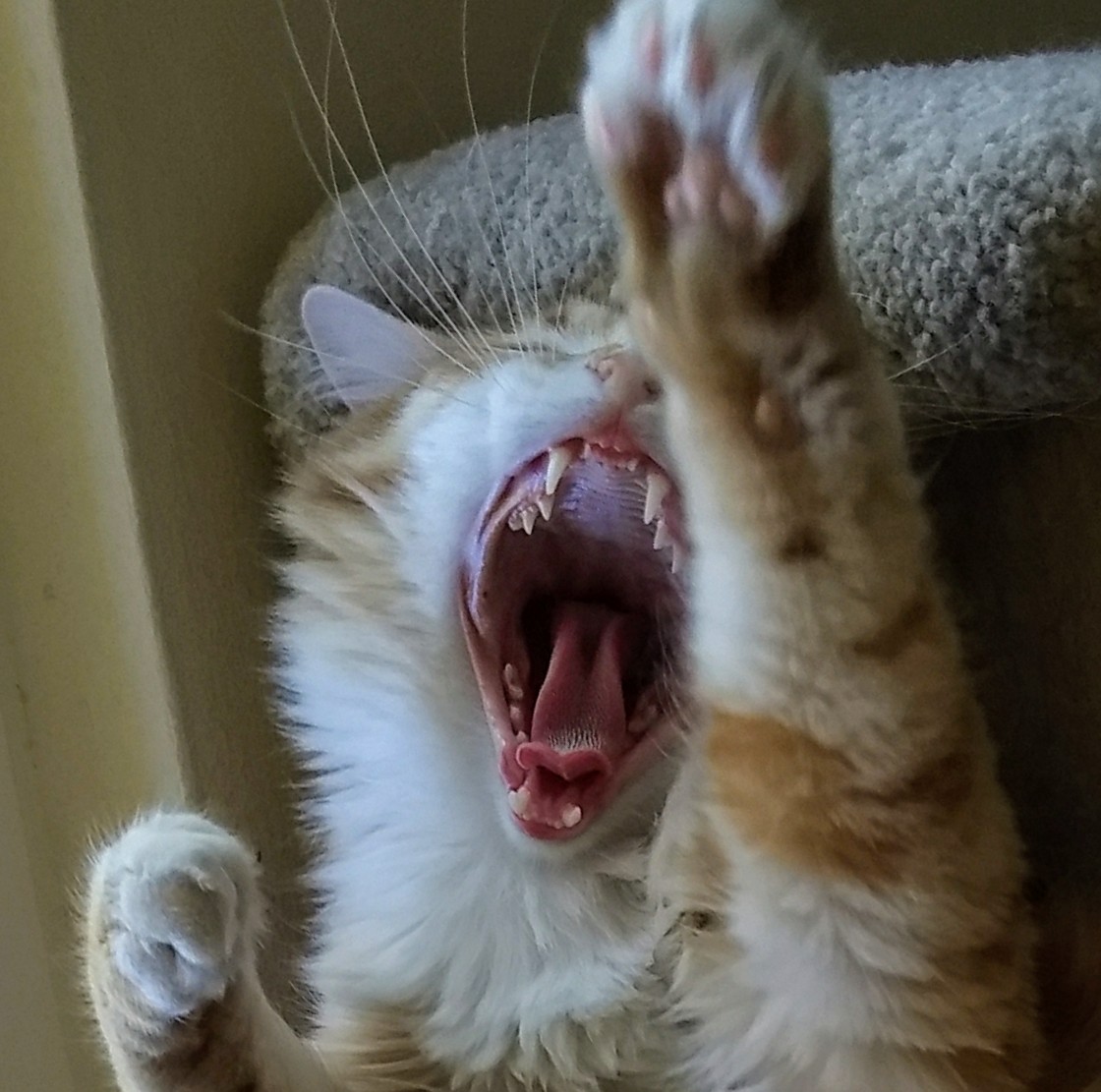 Screaming Cat Blank Meme Template