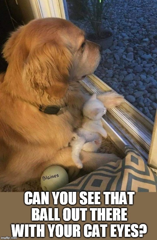 DO YA SEE IT? | CAN YOU SEE THAT BALL OUT THERE WITH YOUR CAT EYES? | image tagged in cats,funny cats,dog | made w/ Imgflip meme maker