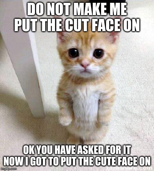 Cute Cat | DO NOT MAKE ME PUT THE CUT FACE ON; OK YOU HAVE ASKED FOR IT NOW I GOT TO PUT THE CUTE FACE ON | image tagged in memes,cute cat | made w/ Imgflip meme maker