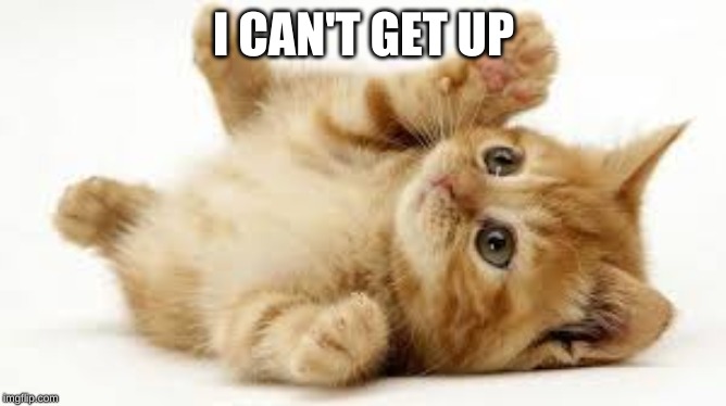 I CAN'T GET UP | image tagged in cat,kitten,cute,adorable,hilarious | made w/ Imgflip meme maker
