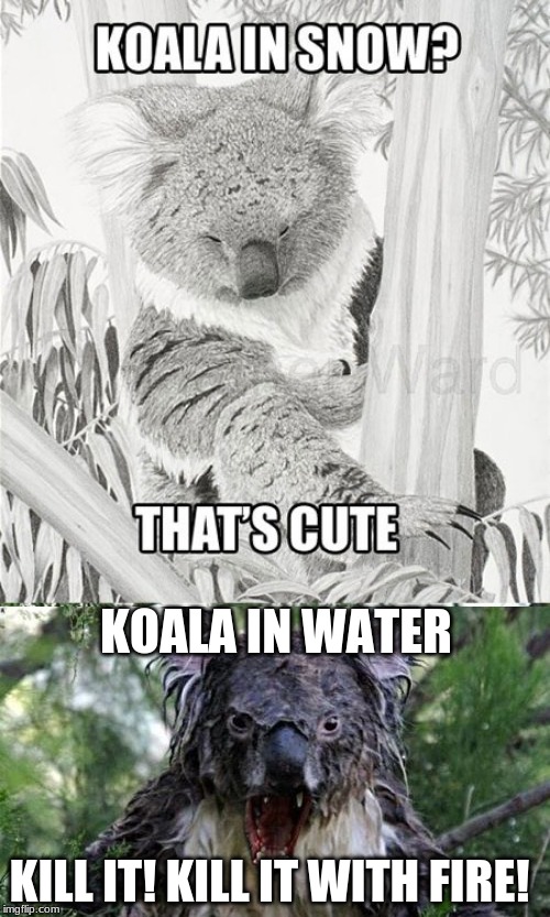 KOALA IN WATER; KILL IT! KILL IT WITH FIRE! | image tagged in memes,angry koala | made w/ Imgflip meme maker
