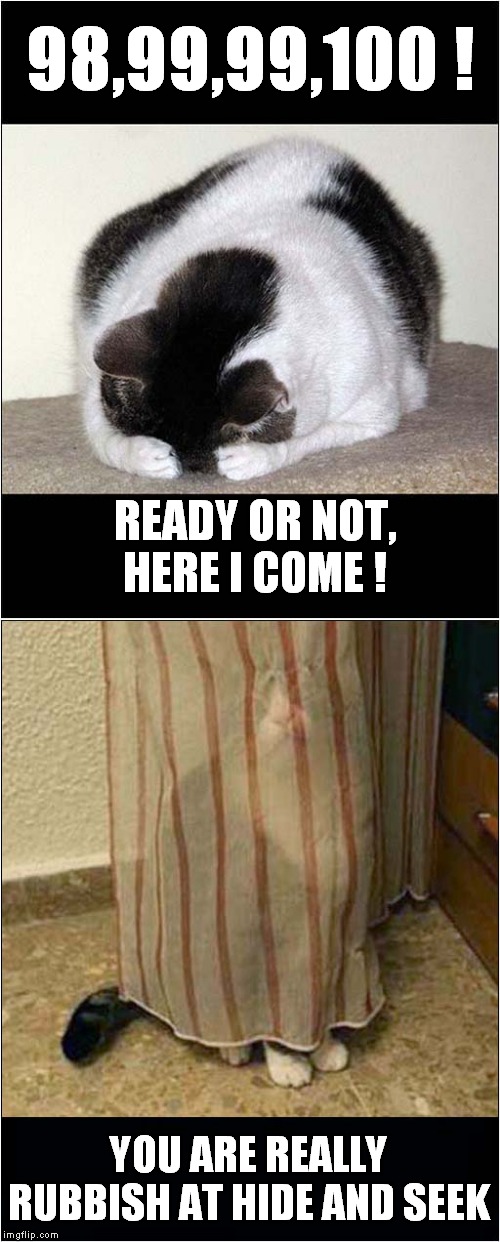 Hide and Seek Failure | 98,99,99,100 ! READY OR NOT, HERE I COME ! YOU ARE REALLY RUBBISH AT HIDE AND SEEK | image tagged in cats,hide and seek | made w/ Imgflip meme maker