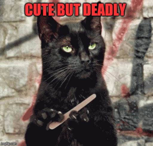 CUTE BUT DEADLY | made w/ Imgflip meme maker
