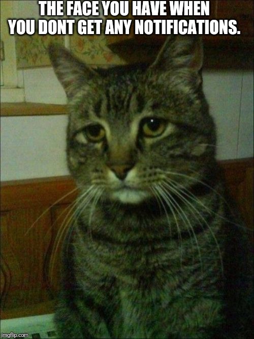 Depressed Cat Meme - Imgflip