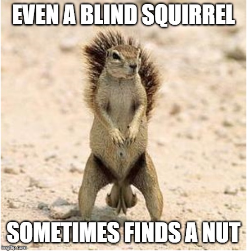 Blind Squirrel Nuts | EVEN A BLIND SQUIRREL; SOMETIMES FINDS A NUT | image tagged in blind squirrel nuts | made w/ Imgflip meme maker