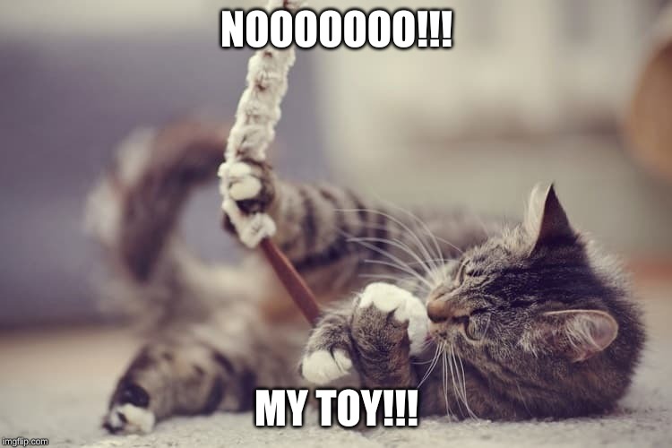 NOOOOOOO!!! MY TOY!!! | image tagged in kitty,cat,toy,cat toy,cute | made w/ Imgflip meme maker