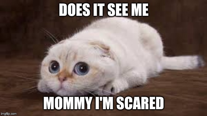 DOES IT SEE ME; MOMMY I'M SCARED | image tagged in cute,cat,kitty,cute kittens,cute cats,cute cat | made w/ Imgflip meme maker