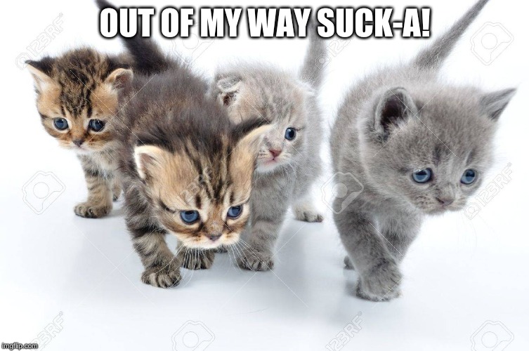 OUT OF MY WAY SUCK-A! | image tagged in kitten,cat,cute,adorable,walking | made w/ Imgflip meme maker