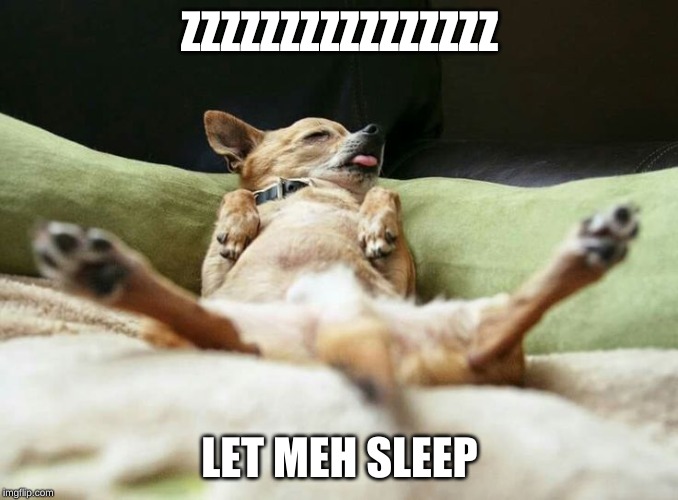 ZZZZZZZZZZZZZZZZ; LET MEH SLEEP | image tagged in puppy,dog,sleeping,funny chihuahua,cute | made w/ Imgflip meme maker