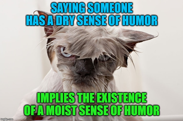 the wetness | SAYING SOMEONE HAS A DRY SENSE OF HUMOR; IMPLIES THE EXISTENCE OF A MOIST SENSE OF HUMOR | image tagged in cat,moist,funny,angry wet cat | made w/ Imgflip meme maker