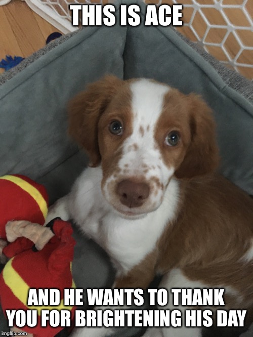 THIS IS ACE AND HE WANTS TO THANK YOU FOR BRIGHTENING HIS DAY | made w/ Imgflip meme maker